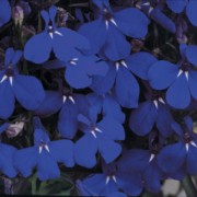 Lobelia rabatowa niebieska