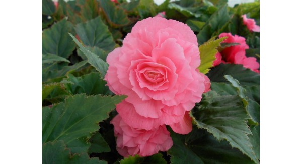 Begonia tuberhybrida Nonstop® Pink