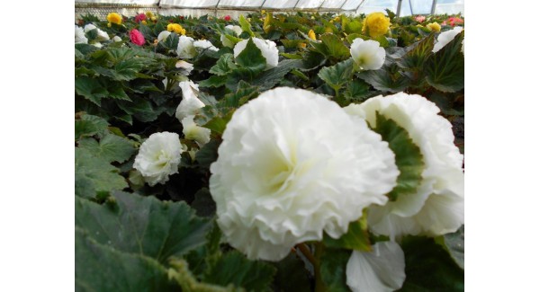 Begonia tuberhybrida Nonstop® White