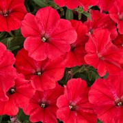 Supertunia Vista® Strawberry