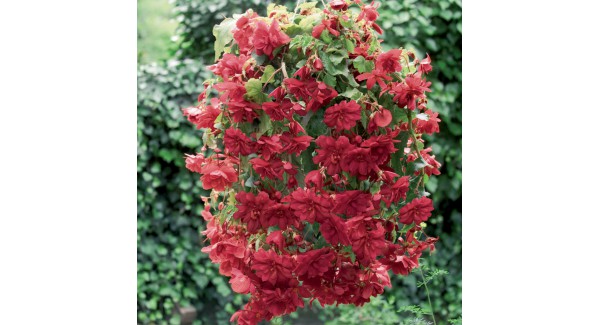 Begonia tuberh. Illumination Scarlet