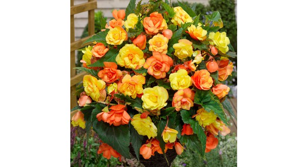 Begonia tuberh. Illumination Apricot