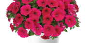 Petunia Cascadias Fuchsia