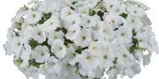 Petunia Cascadias Iceberg