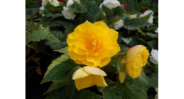 Begonia tuberhybrida Nonstop® Yellow