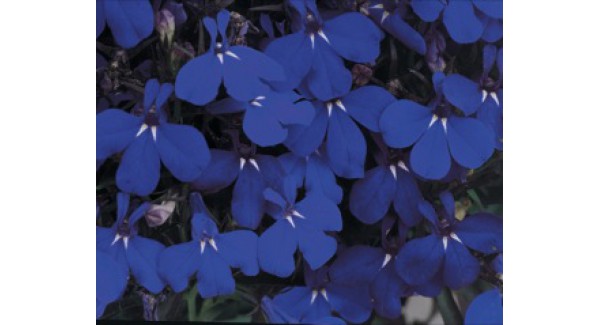 Lobelia rabatowa niebieska