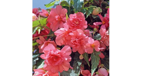 Begonia tuberh. Illumination Salmon