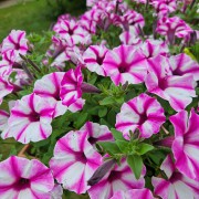 Supertunia Vista® Raspberry Star